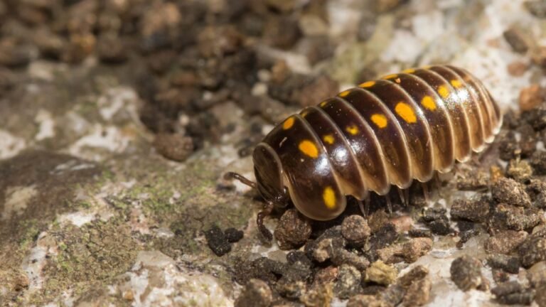 What Do Centipedes Mean Spiritually