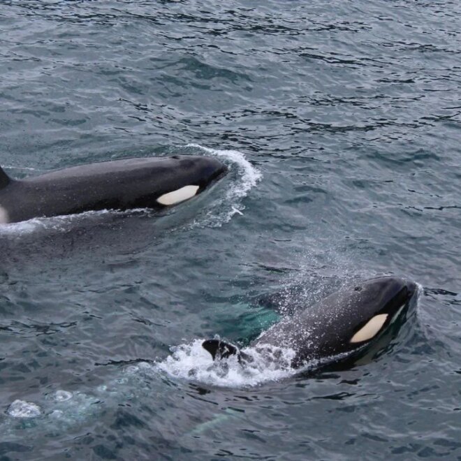 What Does It Mean To Dream With Whales