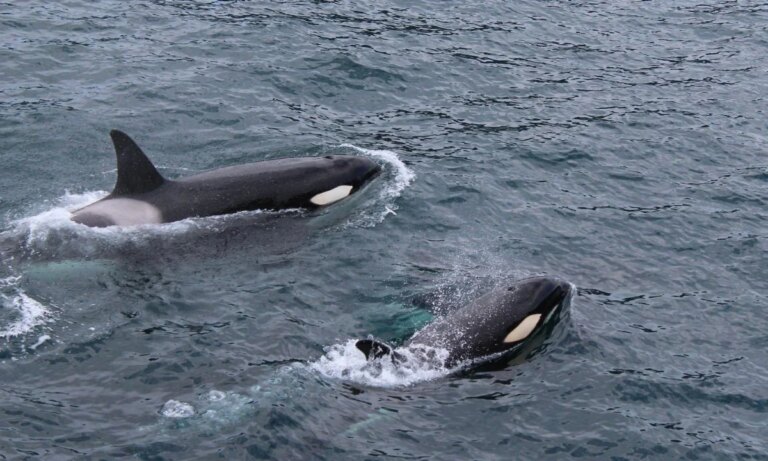 What Does It Mean To Dream With Whales