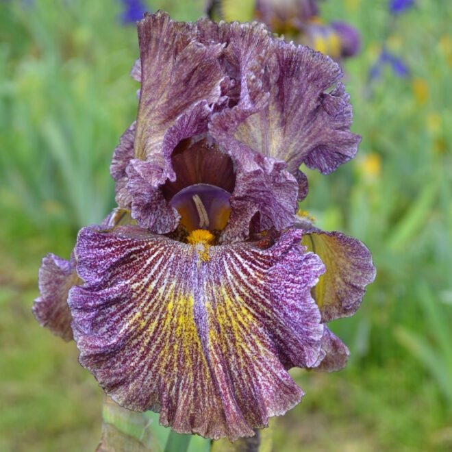 What Does It Mean When You Dream Of Clowns