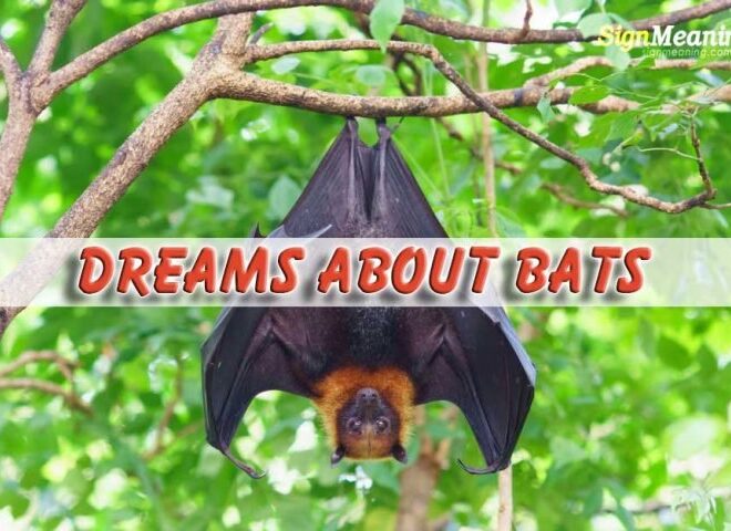 What Do Dreams About Bats Mean
