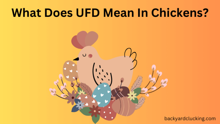 What Does Ufd Mean In Chickens