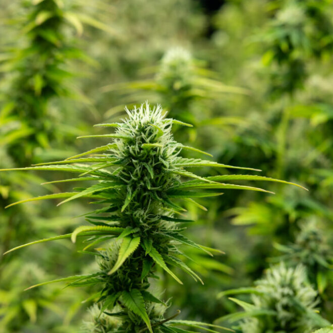 What Does Autoflowering Mean