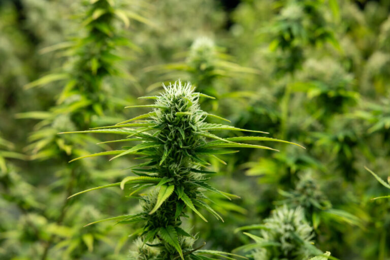 What Does Autoflowering Mean