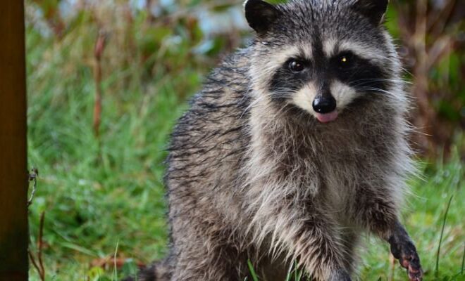 What Does Seeing A Raccoon Mean Spiritually