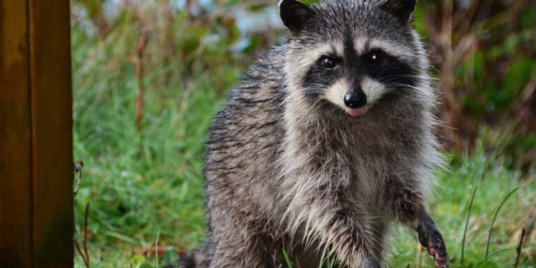What Does Seeing A Raccoon Mean Spiritually