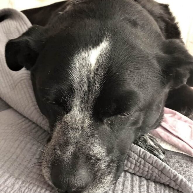 What Does It Mean When A Dog Licks Your Nose