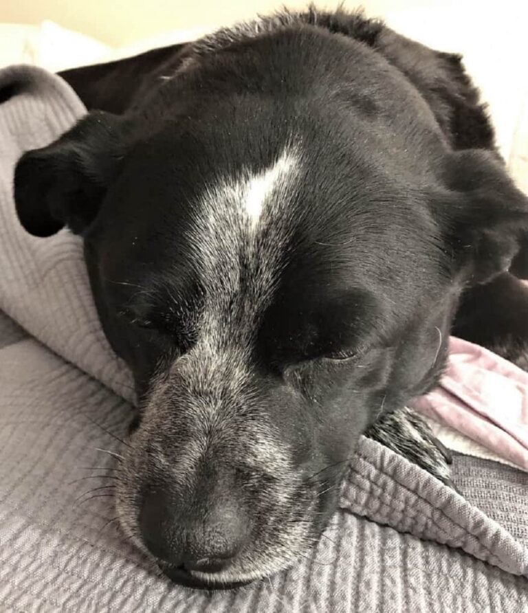 What Does It Mean When A Dog Licks Your Nose