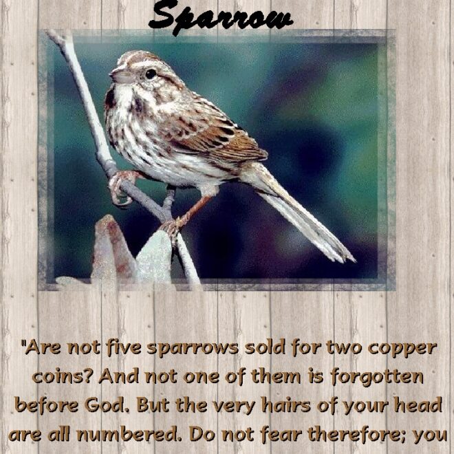 What Does His Eye Is On The Sparrow Mean
