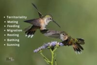 What Does It Mean When A Hummingbird Lands On You