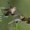 What Does It Mean When A Hummingbird Lands On You