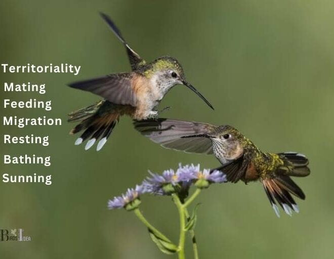 What Does It Mean When A Hummingbird Lands On You