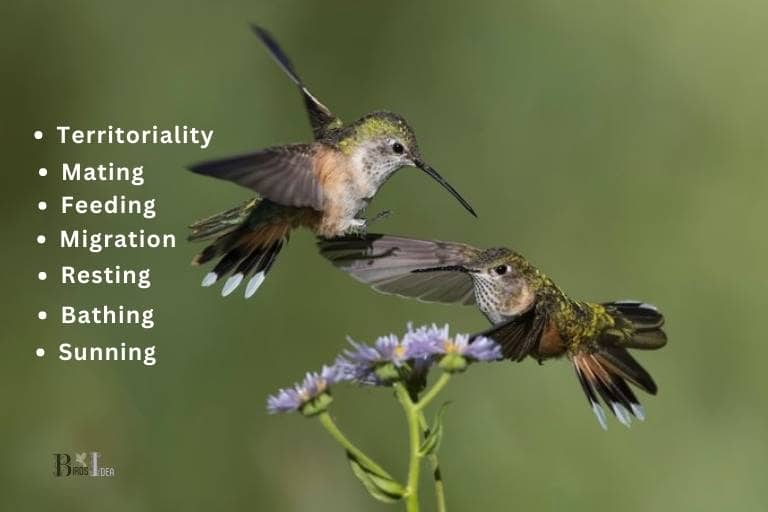 What Does It Mean When A Hummingbird Lands On You
