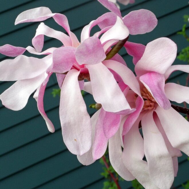 What Do Pink Ribbons On Trees Mean