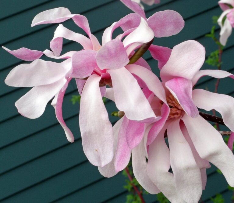What Do Pink Ribbons On Trees Mean