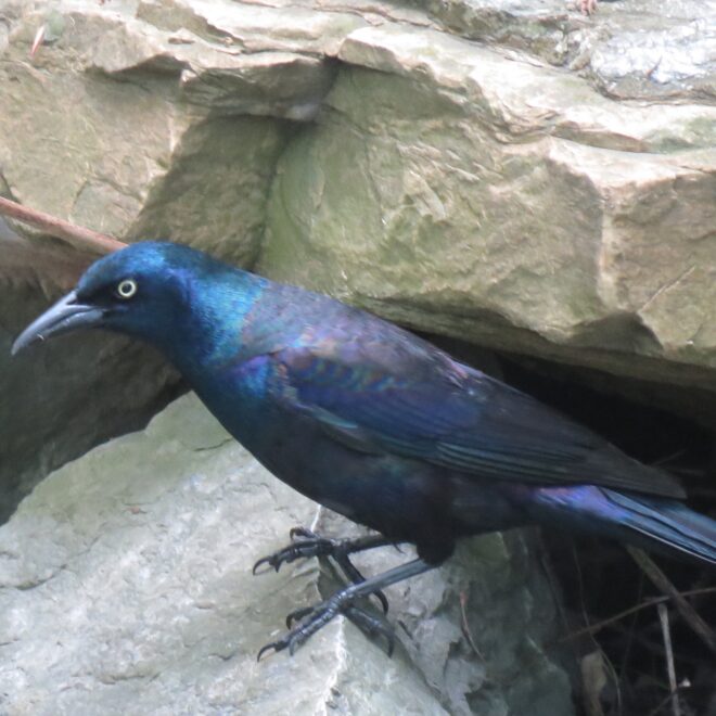 What Does It Mean When You See A Grackle