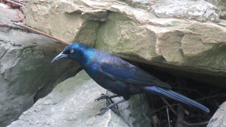 What Does It Mean When You See A Grackle
