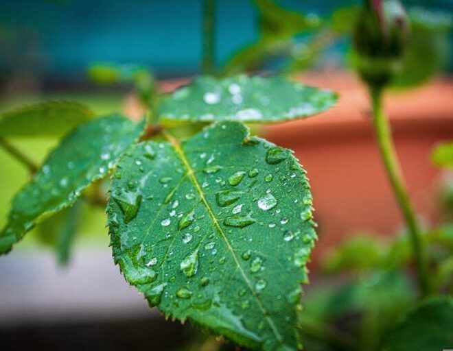 What Does It Mean When Leaves Curl Up