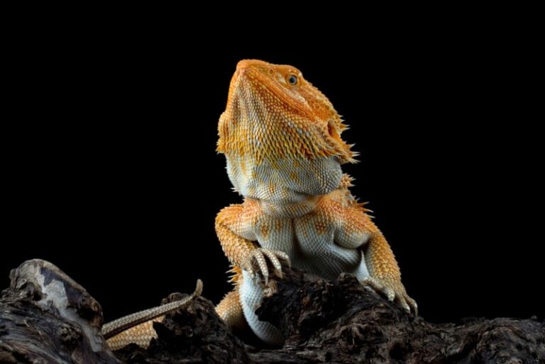 What Does It Mean When Bearded Dragons Bob Their Head