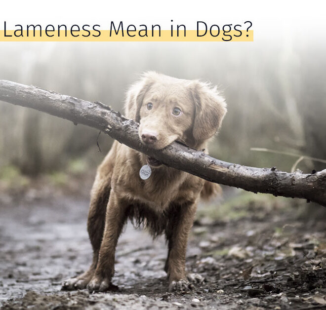 What Does Lameness Mean In Dogs