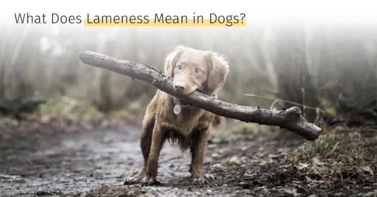 What Does Lameness Mean In Dogs