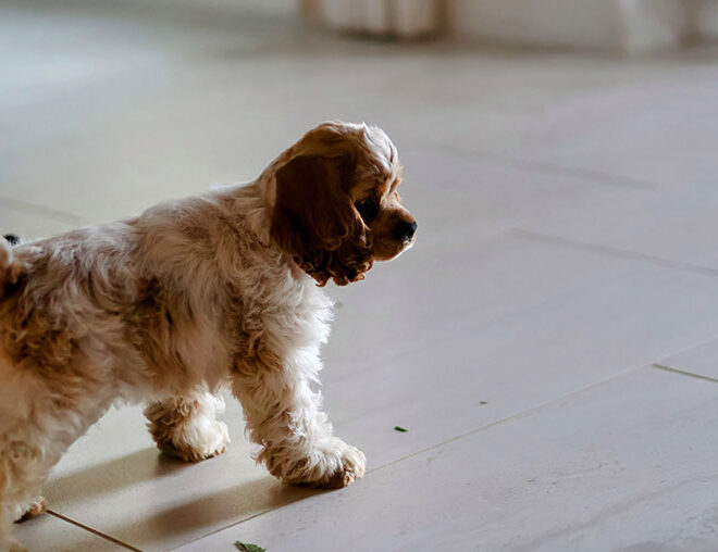 What Does It Mean When A Dog Walks In Circles
