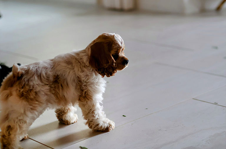 What Does It Mean When A Dog Walks In Circles