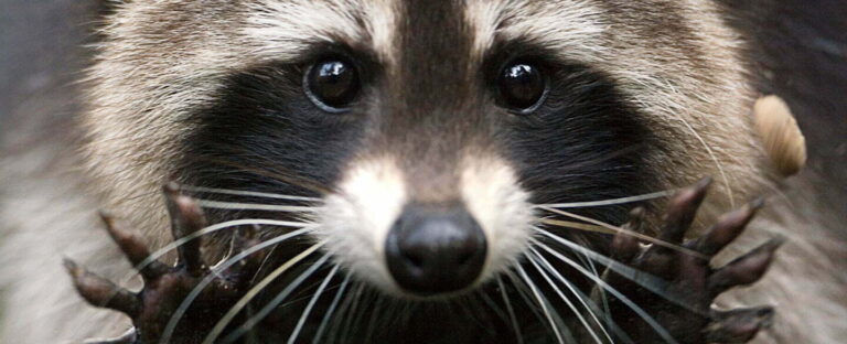 What Does It Mean To See A Raccoon