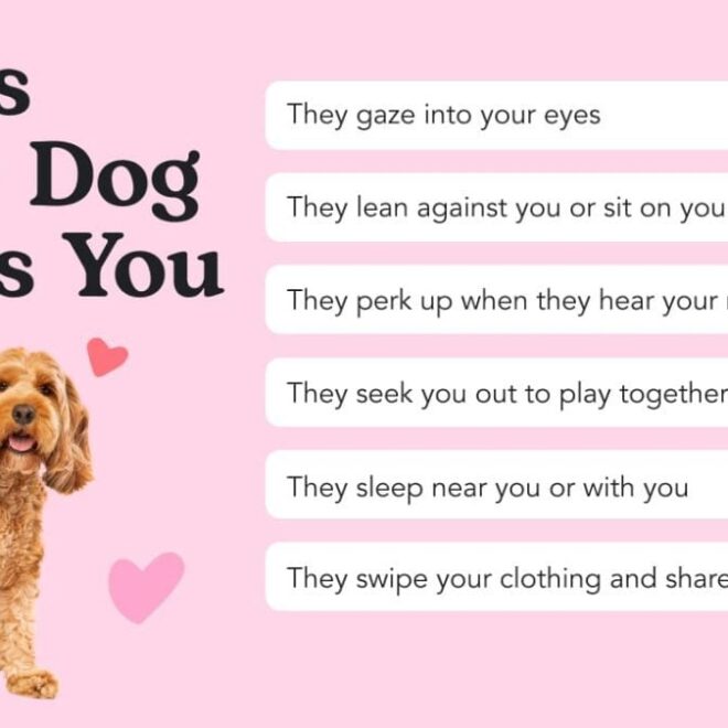 What Does It Mean When Your Dog Snuggles With You