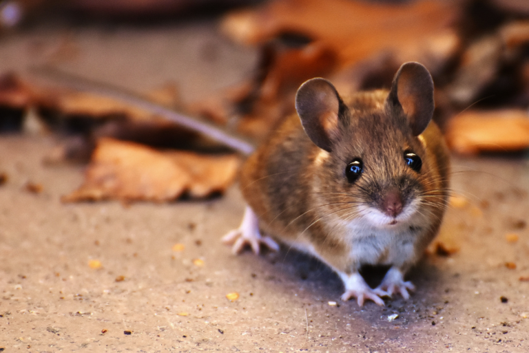What Does It Mean When You See A Rat
