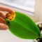 What Does It Mean When Orchid Leaves Turn Yellow