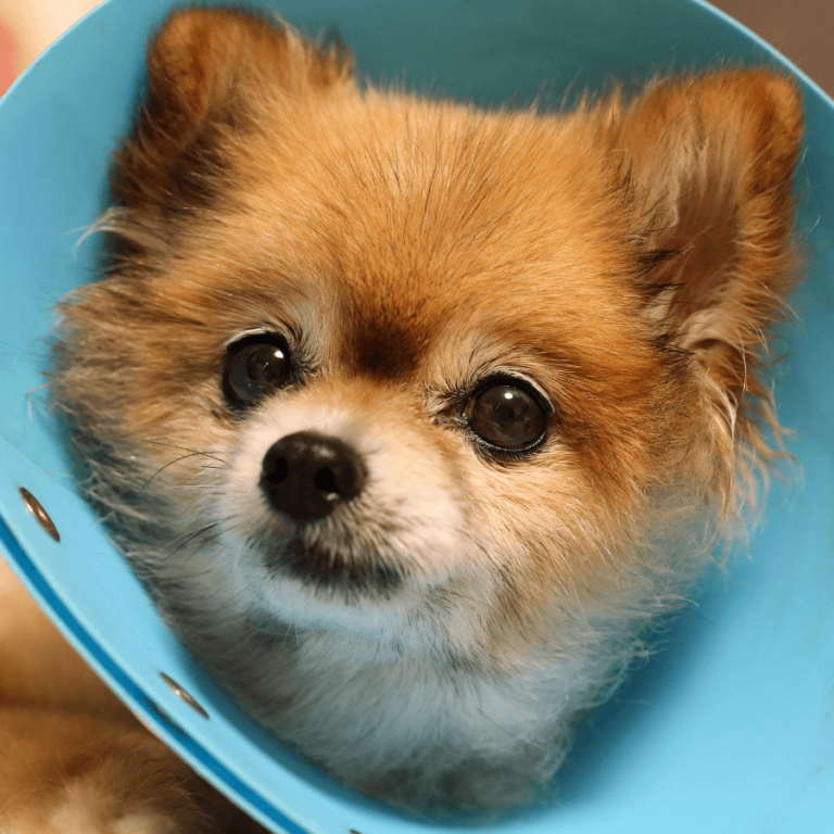 What Does Unaltered Dog Mean