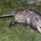 What Does Seeing A Possum Mean