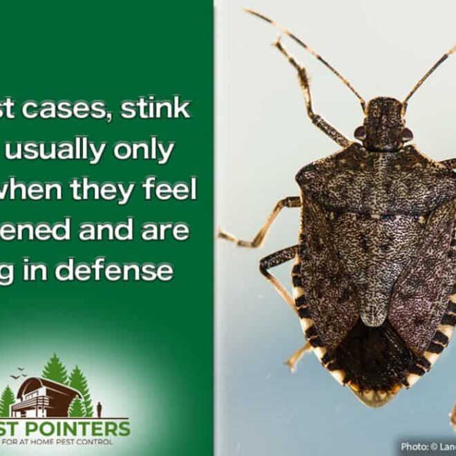 What Do Stink Bugs Mean Spiritually
