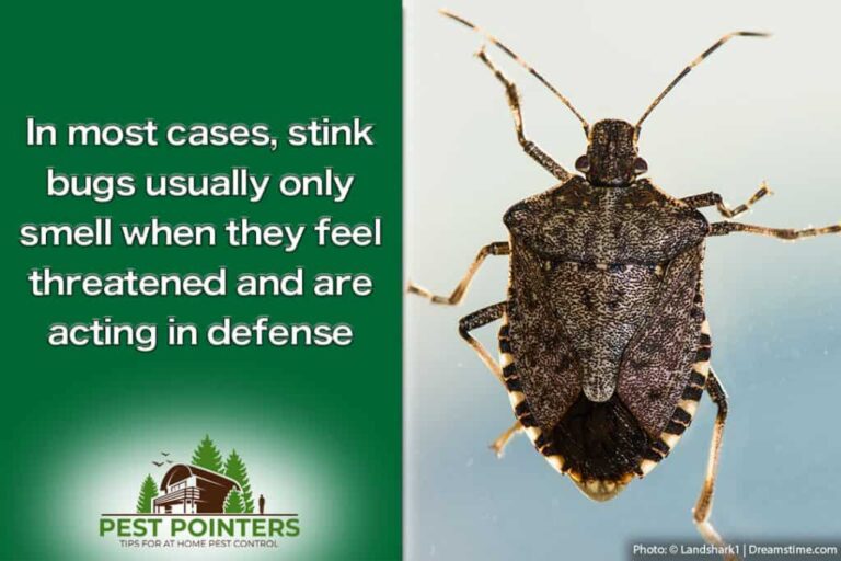 What Do Stink Bugs Mean Spiritually