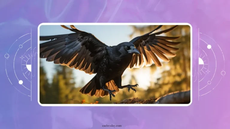 What Does It Mean When Crows Follow You