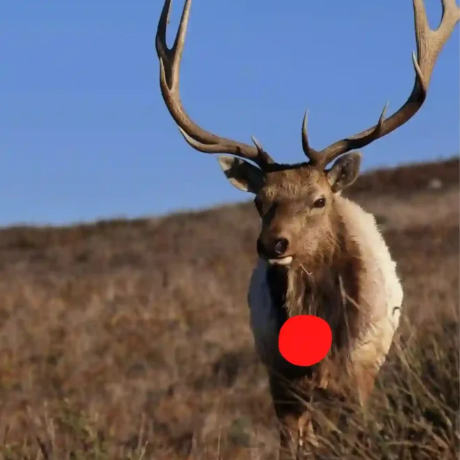 What Does It Mean When A Deer Bows To You