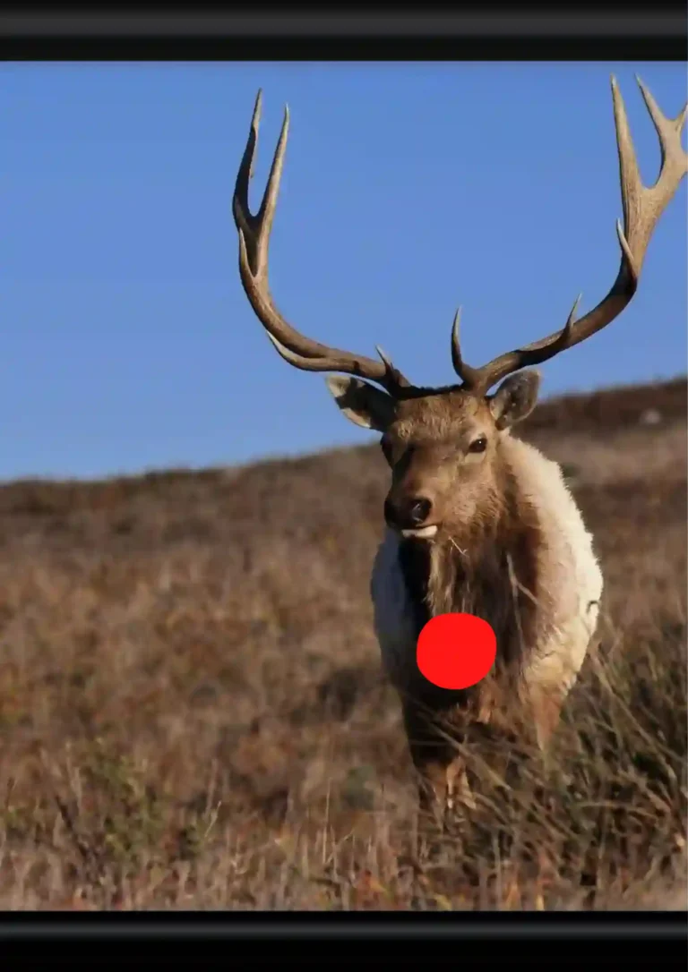 What Does It Mean When A Deer Bows To You