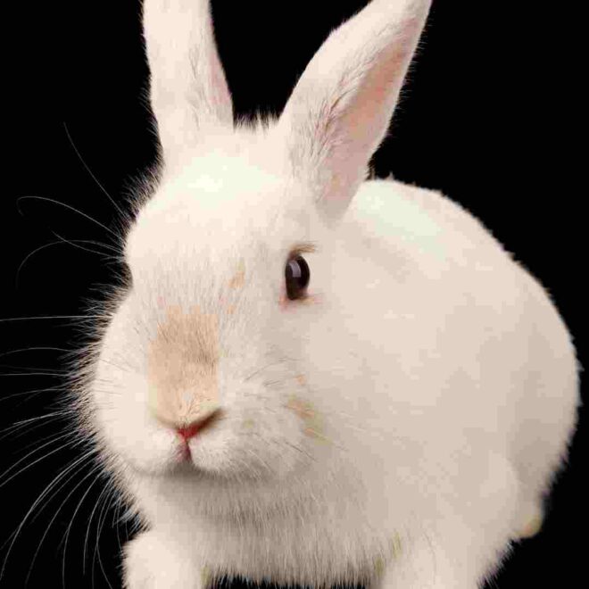 What Does It Mean To See A White Rabbit