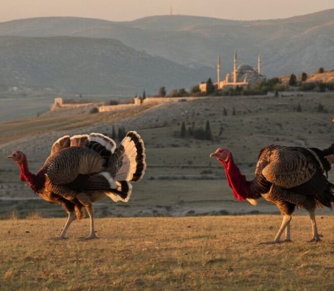 What Does It Mean When A Turkey Crosses Your Path