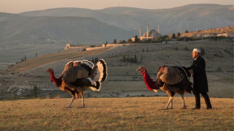 What Does It Mean When A Turkey Crosses Your Path