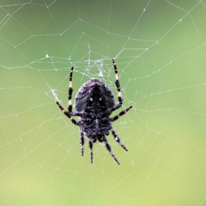 What Does Black Spiders Mean In A Dream