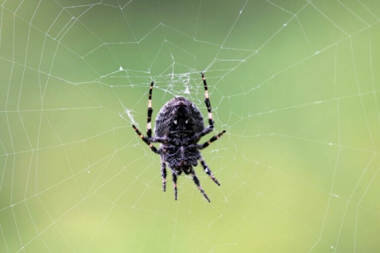 What Does Black Spiders Mean In A Dream