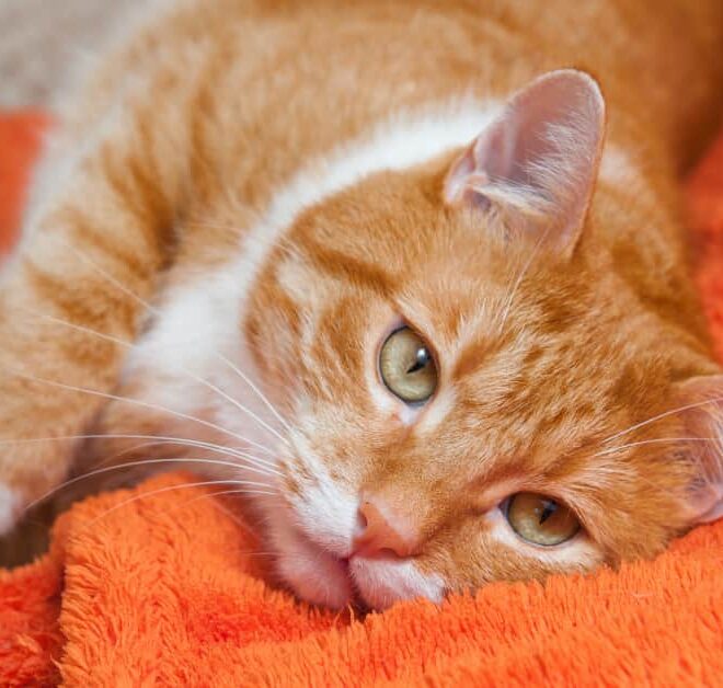 What Does It Mean When A Cat’s Ears Are Hot