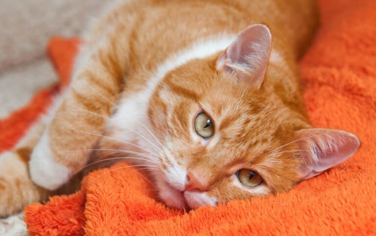 What Does It Mean When A Cat’s Ears Are Hot