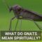 What Do Gnats Mean Spiritually
