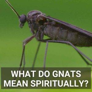 What Do Gnats Mean Spiritually