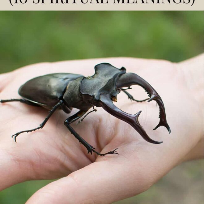 What Does It Mean When A Beetle Lands On You