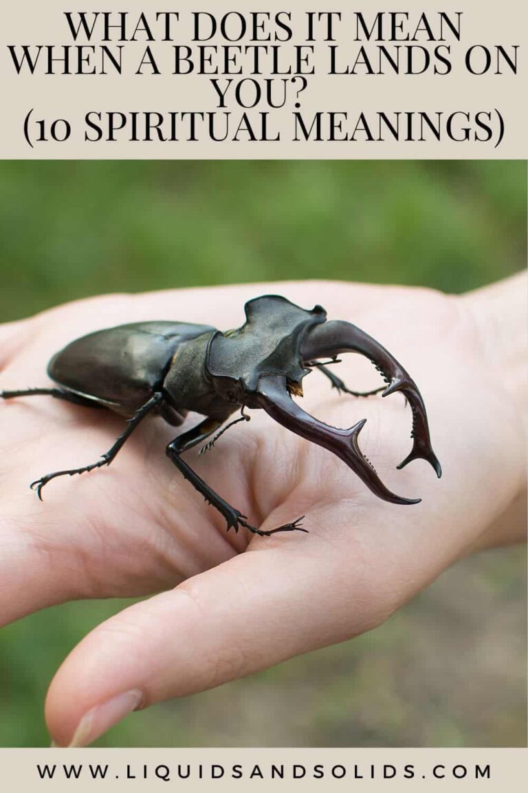 What Does It Mean When A Beetle Lands On You
