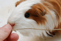 What Does It Mean When Your Guinea Pig Licks You